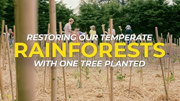 Restoring Our Temperate Rainforests | One Tree Planted