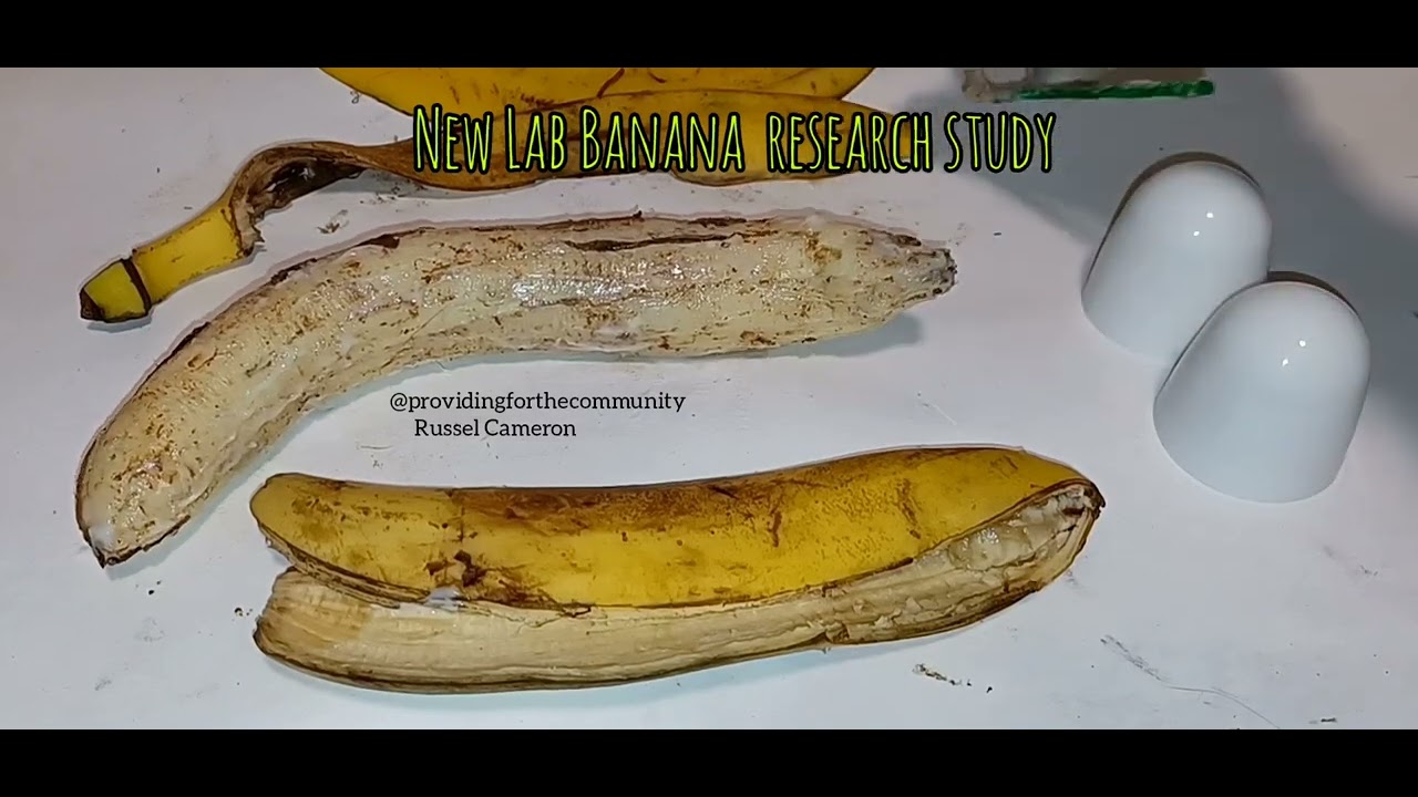Lab Banana research studies continue.. YouTube