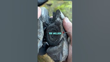 This Stone Contains a Perfect Fossil