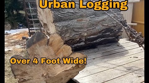 Monster 4 Foot Wide Maple Log Salvage | Urban Logging | Michigan Urban Timber Sawmill