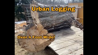 Monster 4 Foot Wide Maple Log Salvage | Urban Logging | Michigan Urban Timber Sawmill
