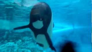 Commerson Interaction!
This is a video of clips of Taylor (DolphinTrainer101) and I interacting with the commersons dolphins at Aquatica during our time at SeaWorld camp! It was SO much fun, and while everyone else was going on the water rides, we were pretty much here all day xD We didnt care though, and it was totally worth it anyways! These guys are SO cute!! Commerson Interaction!