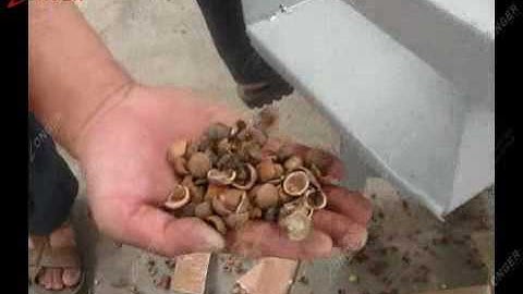Hazelnut Dehulling Machine|Automatic Hazelnut Sheller Machine Video