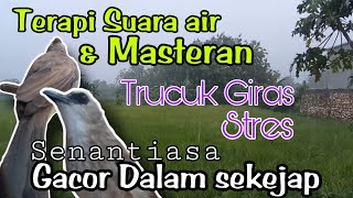 Terapi TRUCUKAN biar cepat GACOR dengan SUARA AIR,  kombinasi suara TRUCUK ROPEL PANJANG