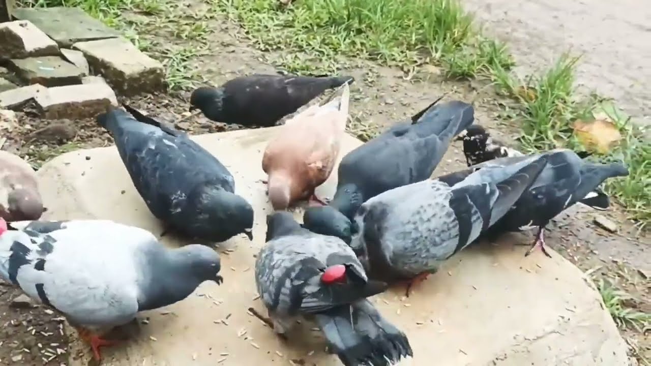 Bagaimana burung merpati di lepas jarak jauh bisa pulang kandang.