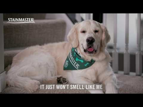 Is Pet Friendly Carpet Worth It