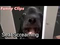 Seal Screaming | Funny Clips