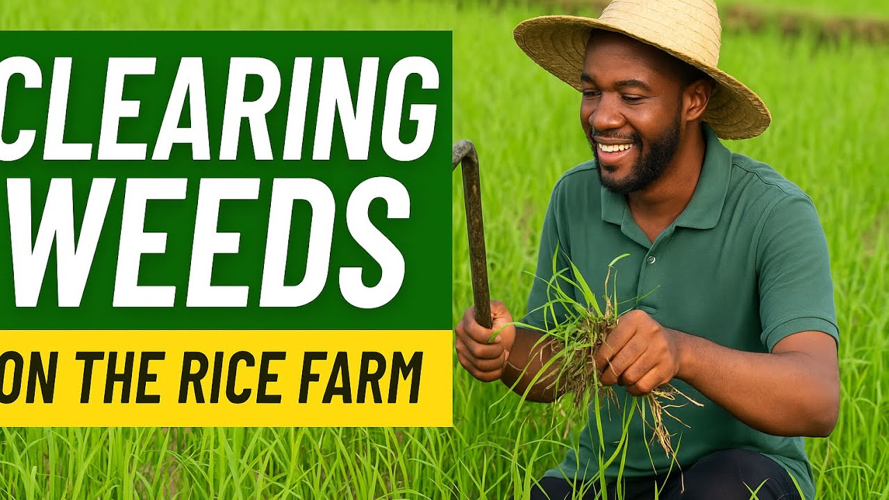 HOW TO CONTROL WEEDS IN YOUR RICE FARM |VIISS AGRO PRACTICAL GUIDE ...