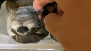 An otter sleeping in a drawer #Shorts