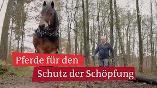 Rückepferde Für Die Nachhaltigkeit Holzernte Im Wald Mit Pferden