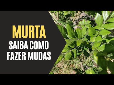 Vídeo: Dicas para cultivar árvores de murta crepe em recipientes