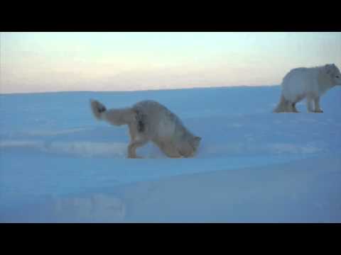 Песец охотится на мышей, второй песец наблюдает за охотой. Сумерки, солнце недавно село