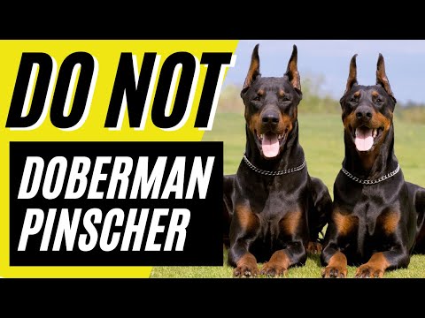 Videó: 7 A Doberman Pinscherben megfigyelhető egészségügyi problémák