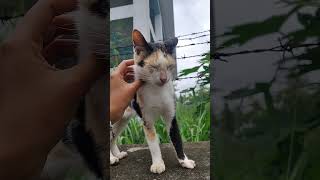 calico cat #cat #catshorts #cute #catshorts#calicocat #cats #kitten #catvideos #catlife #straycat