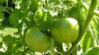 #tometopple #tometogorden #Tomato#TomatoPlant#TomatoFarming#OrganicTomatoes#HomeGarden#VegetableGard