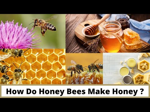 मधमाशी मध कस तयार करते /मध - एक नैसर्गिक चमत्कार/How Do Honey Bee Make Honey?/Mahiti Khazana