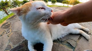 夕方の公園で寝ていた野良猫を撫でると舐め返してきた