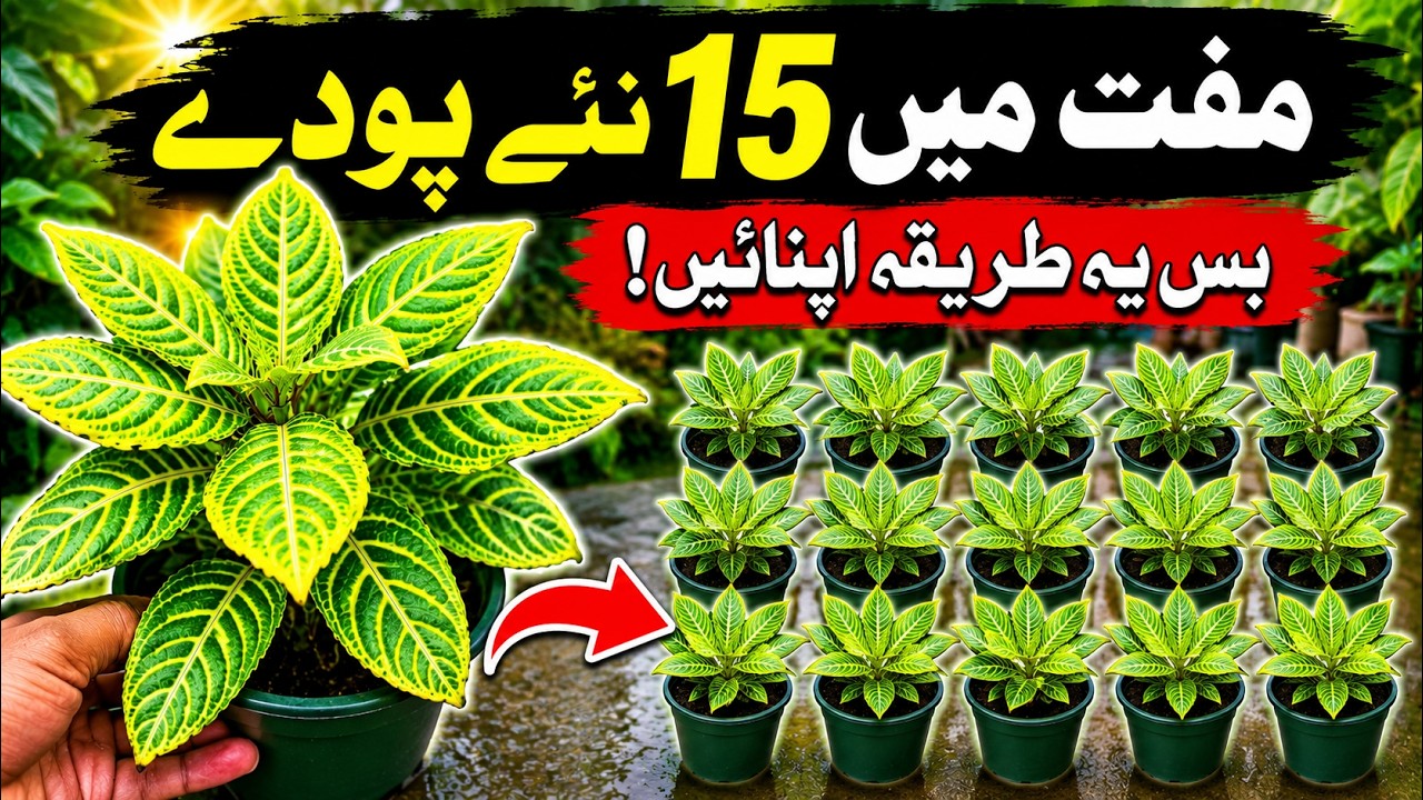 1 Plant Se 15 Plants Sirf 60 Din Mein | Easy Plant Propagation Trick | Free Mein Nursery Tayar Krain