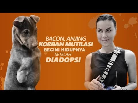 Video: Apa Yang Terjadi Ketika Ini Adopsi Pup Went Ke Pesta Anjing Terbesar Sepanjang Tahun