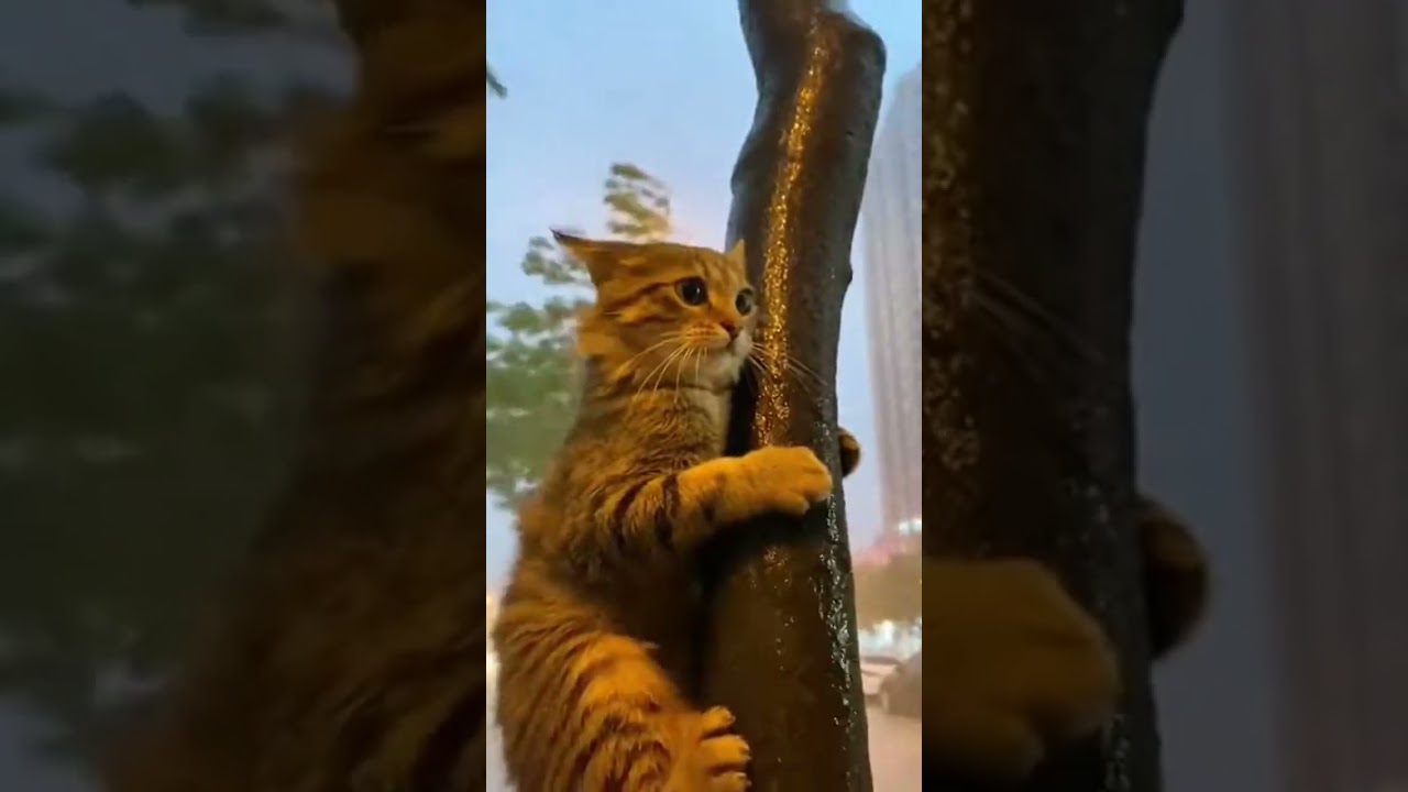 🌪️Cats Cling to Tree for Life in Storm!🐱🌪️台風来て猫たち木にしがみつく！命がけ🐱