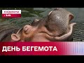 День бегемота! Як живуть гіпопотами в природі?