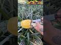 Sweet &amp; Tangy Pineapple Juice 😋🍍#shorts #viral #trending #fruit #explore