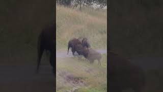 Bison Battle in Yellowstone | Power of the American West