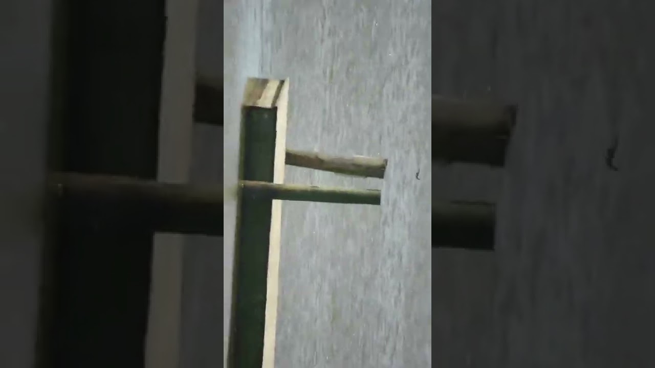 Tree swallow at Indian acres campground in Maryland April 2022