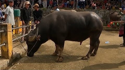 Những Chú Trâu Khủng Hội Tụ Tại Chợ Bắc Hà, Vẽ Nên Bức Tranh Hùng Vĩ Giữa Núi Rừn