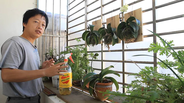 蝴蝶蘭施肥示範 - 天天要聞