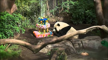 Panda Birthday Party - Yun Zi Turns Four