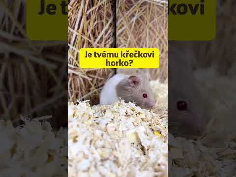 Video: Mohli by křečci jíst banány?