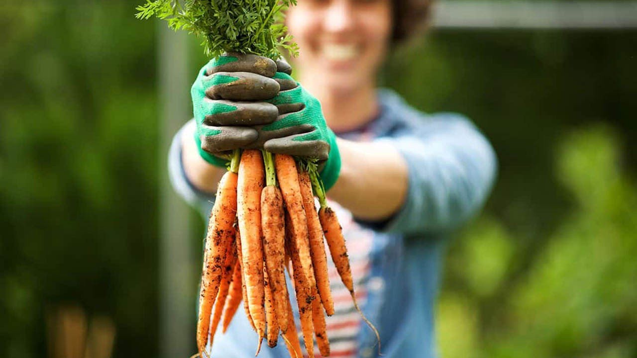 10 Successful Gardening Tips On How To Grow A Giant Carrot Crop