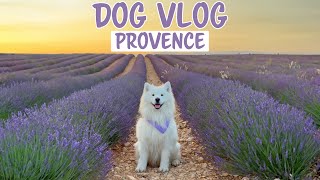 My dog discovers the beauty of Provence