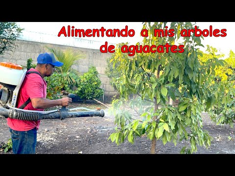fertilizando mis arboles frutales de mi patio en Nicaragua.