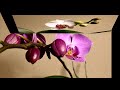 Весеннее цветение орхидей