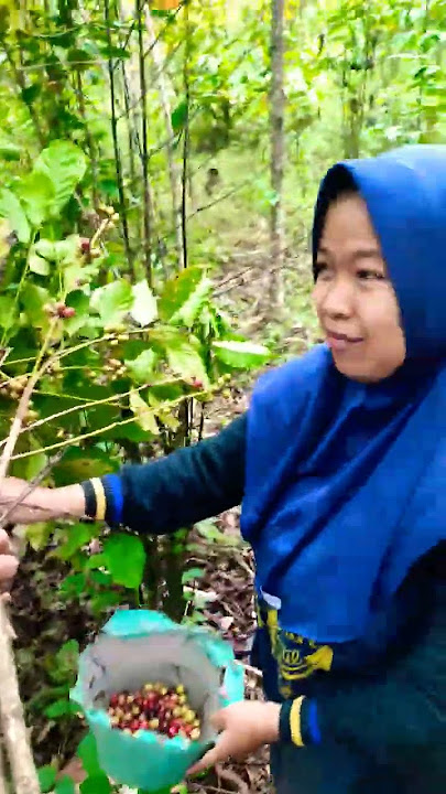 13 juli 2025 pengen ikut panen kopi tua