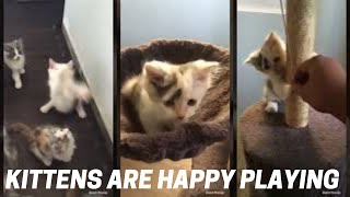 Kittens Are Happy Playing by Maricar MN Vlog 19 views 1 year ago 1 minute, 22 seconds