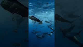 MAHI MAHI FISH IN LIVE UNDER OCEAN #trending #shorts #support #subscribe #fish #fishing #underocean