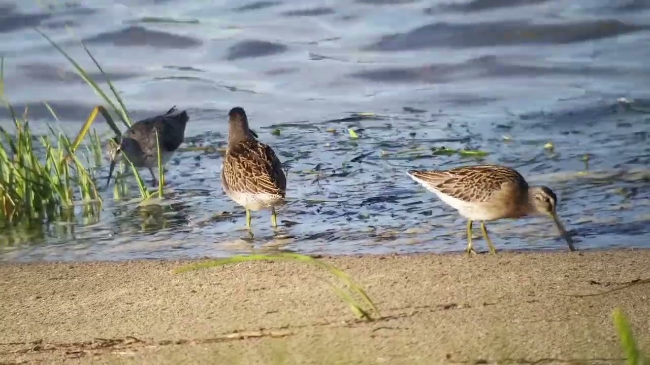 Short-billed Dowitcher