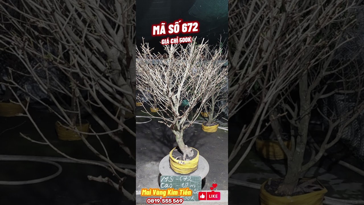 Cây Mai Giảo Thủ Đức Đẹp Tàng Tròn Mai Vàng Kim Tiền Chợ Gạo