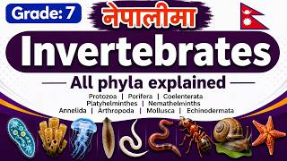 🦋 Invertebrates | Class 7 Science | All Phyla Explained with Pictures & Concepts | In Nepali