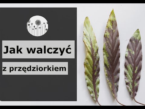 Wideo: Jak naturalnie zabić wszy (ze zdjęciami)