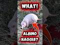 Wild Haggis Rares?? Albino &amp; Diamond &mdash; Real or Fake? 😂🔥The Hunter: Call of the Wild #cotw
