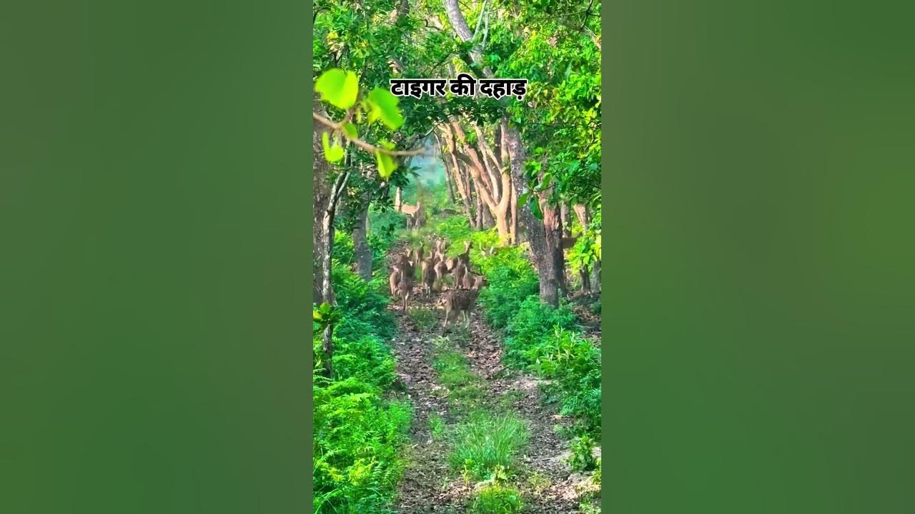 #nature #uttrakandi #song #travel #trending #trend #mountains #funny