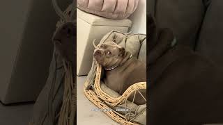 #americanbully #булка #собака #суперсобака #булли #собаки #животные