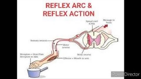 REFLEX ACTION AND REFLEX ARC/ CBSE/ CLASS 10/ CHAPTER 7/ CONTROL AND COORDINATION