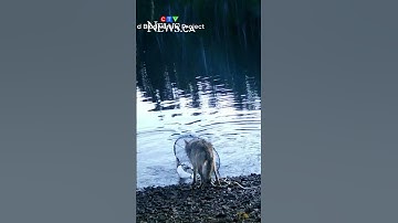 B.C. wolves pull up crab traps in first possible use of tools by species