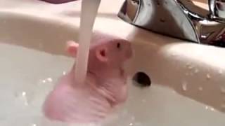 Крыса моется в раковине