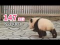 【パンダの赤ちゃん（楓浜）】飼育スタッフに大興奮！！のあとは…Zzz（147日齢）
